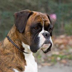 Cola 7 months
