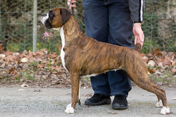 Cola 7 months