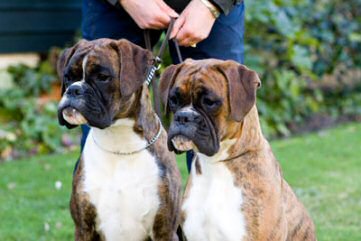Jamie's kids Cooper and Fizz