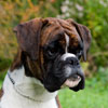 Cooper